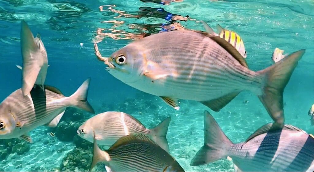Tauchen in der Schweinebucht, Playa Giron