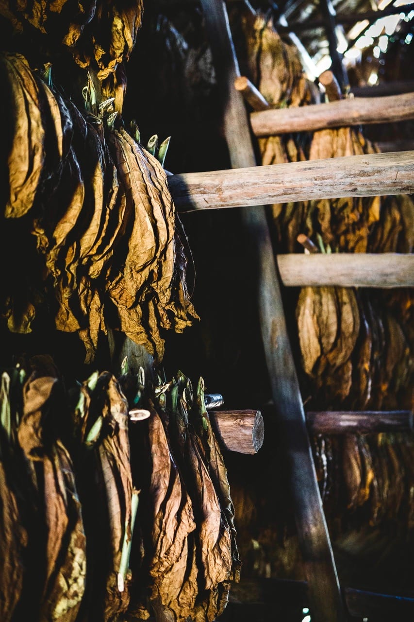 Viñales - Zigarren und Tabak Anbau und Produktion auf Kuba